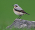 Northern Wheatear