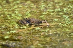 Marsh Frog