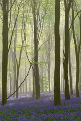 Bluebell mist breakthrough I