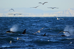 Three Orcas off Snæfellsnes peninsula, Iceland