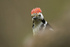 Middle-spotted Woodpecker