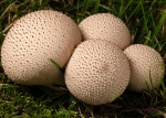 Common Puffball (02)