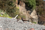 Oystercatcher and Young