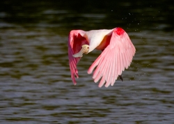 Roseate Spoonbil _0008
