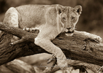 Climbing lioness portrait