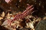 Hippolyte prideauxiana