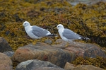 Common Gulls