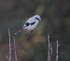 Great Grey Shrike