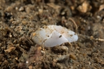 Laona ventricosa