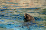 Patagonian Sea Lion