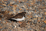 Turnstone