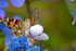 Painted Lady Butterfly - DSC_4625_00014