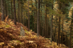 Forest Stump