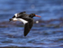 Close flypast of Magellanic Oystercatcher, Carcass Island, Falklands
