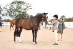 SBM_11539