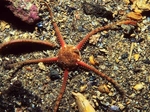 Ophiura albida