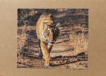 011 Tiger Walking
