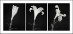 Life Cycle of a Lily, Triptych