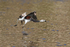 Chilean Flamingo (immature) starts take off run, Machuca, Chile