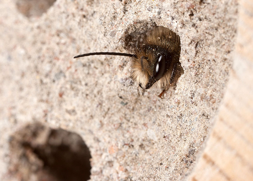 Male at a nest hole after roosting overnight.