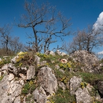 Golden or yellow Alyssum (Alyssum saxatile) with Cypress spurge (Euphorbia cyparissa) and White rockrose (Helianthemum apenninum)