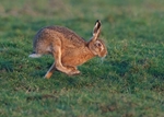 Brown Hare