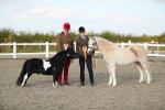 SBM_09132_Class 29 - IH Veteran Pony