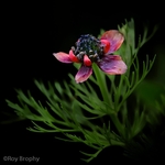 Flora-013