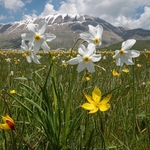 Wild Tulips (Tulipa sylvestris ssp australis) growing with Poet's Narcissus (Narcissus poeticus