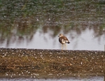 White-tailed Lapwing