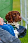 Springer Spaniel_7198
