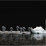 Natural History portfolio