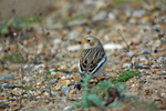 Snow Bunting