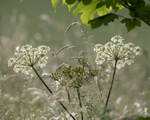 15th June Hogweed  Grasses