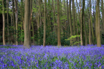 Blue Bells, Somerset_S102