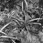 Corkscrew Swamp Sanctuary 2006