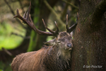Scent Marking! - Red Deer Stag