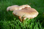 Armillaria mellea - (Honey fungus) - ACP04852-1