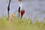 Sandhill Crane chick and parent, Harns Marsh, Florida