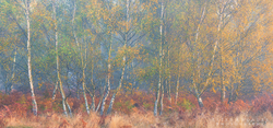 Autumn Birch
