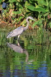 Great Blue Heron reflection, Wakodahatchee Wetlands, Florida