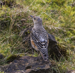 Rock Thrush