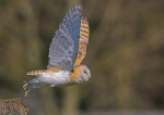 Barn Owl