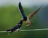 Swallow Feeding Young