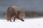 Arctic Fox stalking close view, Hornstrandir, Iceland