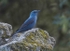 Blue Rock Thrush