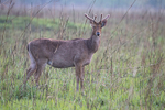 Swamp Deer