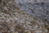 In the world of Gannets