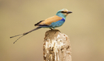 Abyssinian Roller.