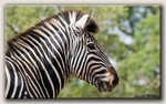 Zebra profile